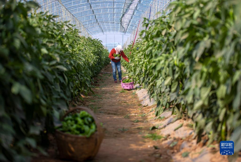菠菜网平台